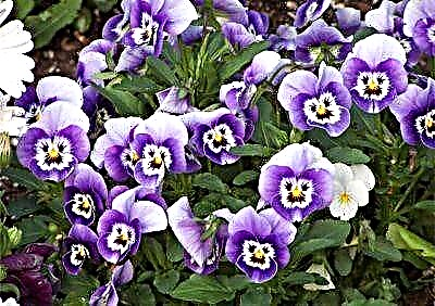Kedu ụdị violet a na-akpọ pansies, foto ifuru na atụmatụ nlekọta