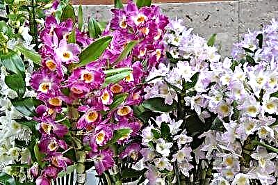 Гэрийн нөхцөлд Dendrobium Nobile цахирмаа үржүүлэх үр дүнтэй зөвлөмжүүд. Гэрэл зураг бүхий үржлийн арга