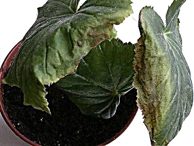 Daun Begonia garing di pasisian sareng kembang: naha ieu kajantenan sareng naon anu kedah dilakukeun?