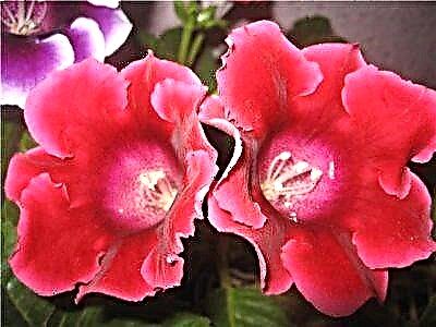 Gloxinia Brocada- ի կարմիր և կապույտ տեսակների նկարագրություն: Օգտակար խորհուրդներ ծաղիկ խնամելու և աճեցնելու համար