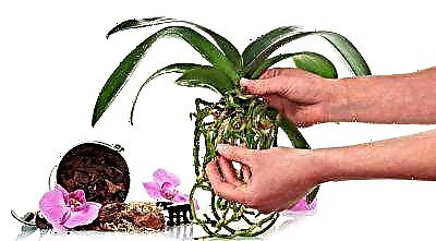 Kungani usebenzisa i-acid ye-succinic yama-orchid nokuthi ungayenza kanjani kahle?