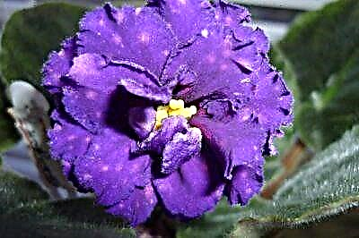 Dị iche iche nke violets 
