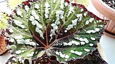 အိမ်တွင်အလှဆင်အရွက်များသော begonia နှင့်အပင်စောင့်ရှောက်မှု၏ထူးခြားချက်များဖော်ပြချက်