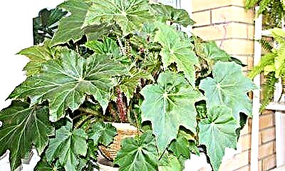 Konke mayelana ne-collared begonia: izici zokuzalisa kanye namathiphu okunakekelwa okufanele