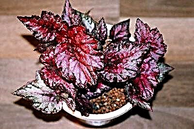 Begonia salivary kecantikan minangka tanaman kebon sing ideal kanggo toko kembang pamula