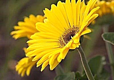 Lulja e lumturisë dhe harmonisë - një njohje me gerbera të verdhë
