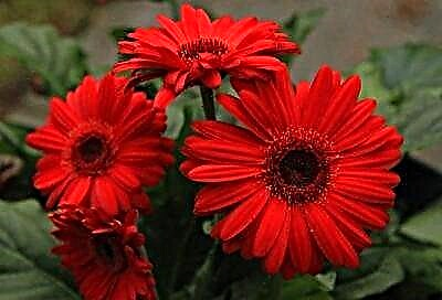 ბედნიერების და სითბოს ყვავილი - გაცნობა წითელ გერბერასთან
