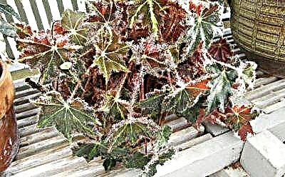 Houseplant Fleeg - Ahornblieder Begonia