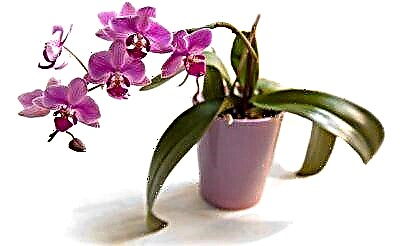 Nzọụkwụ ntụpụ ụkwụ maka ịgbasa orchid site na cuttings n'ụlọ