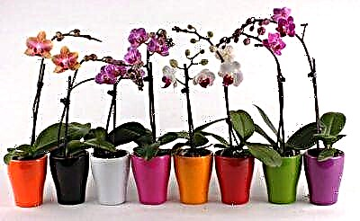 Како да се нахрани орхидејата за време на цветни? Стручен совет