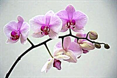 Etxean orkidea pedunkulu baten bidez nola hedatu den guztia: profesionalak bezala lore batekin lan egiten ikasten dugu!