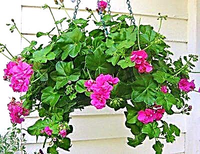 သင်၏ site ကိုပန်းပွင့်ကော်ဇောဖြင့်အလှဆင်ပါ - ivy pelargonium၊ မျိုးစိတ်များ၊ မျိုးပွားခြင်းနှင့်စက်ရုံကိုထပ်မံစောင့်ရှောက်ခြင်း