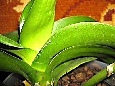 Orkide ka pika ngjitëse në gjethe - pse dhe çfarë të bëjmë për këtë?