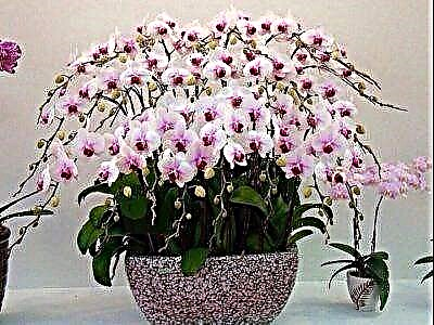 Флористтин кыялы - орхидея: аны кантип өстүрүү керек?