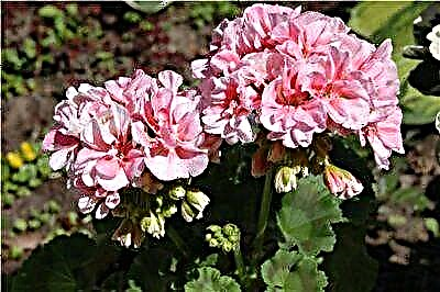 Qanûnên lênêrînê û wêneyên Pelargonium Yug: Shukar, Varvara Krasa, Nina û cûreyên din ên ji hilbijartina xwe Y. Gonchar