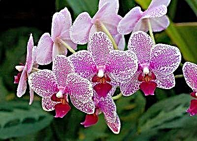 Bon swen: ki jan yo dlo orkide nan sezon fredi ak otòn?