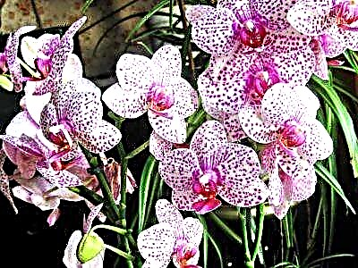 Awọn orchids lẹhin igbati: awọn imọran fun itọju ati ṣiṣe pẹlu awọn iṣoro ti o ṣeeṣe