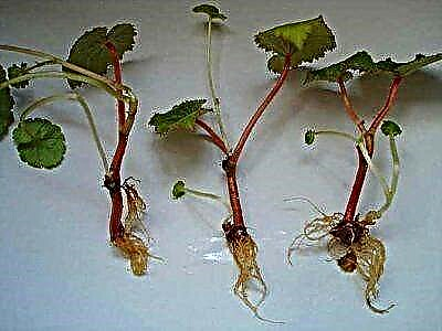 Metode réproduksi ku cara motong pikeun begonia tuberous: pedaran lengkep ngeunaan prosés na