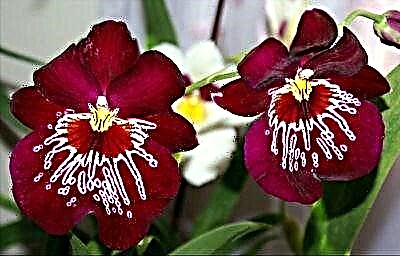 Wéi eng Varietéit vun Orchideeën sinn ongewéinlech? Foto a Beschreiwung vu Blummen