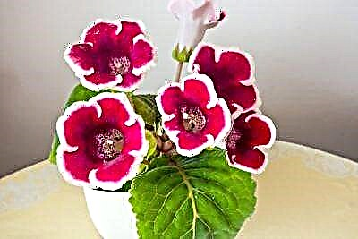 კაიზერ ვილჰელმი და ფრიდრიხი - საოცრად ლამაზი გლოქსინიას ყვავილის ჯიშები: გამრავლება, დარგვა, მოვლა