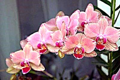 په کور کې د Phalaenopsis آرکید: څو ځله نبات ته اوبه ورکول او ولې د رطوبت رژیم مشاهده کول مهم دي؟