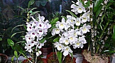 Yini esatshwayo yi-dendrobium nobile orchid futhi kungani amaqabunga awo ephuzi?