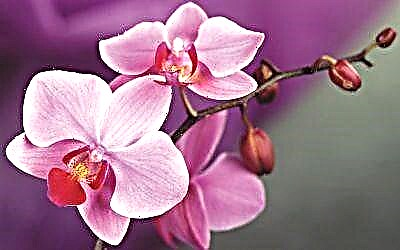Ostadarraren lorearen jatorria: nondik dator orkidea eta nola zaindu