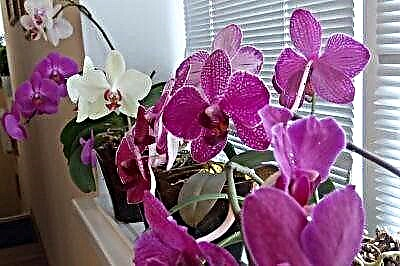 Ki kalite plant Orchid, limyè-renmen oswa lonbraj-renmen, ak ki kantite solèy ki nesesè nan kay la pou flè sa a?