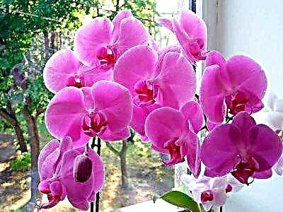 Nagtubo nga usa ka tabunok ug matahum nga rosas nga Phalaenopsis orchid