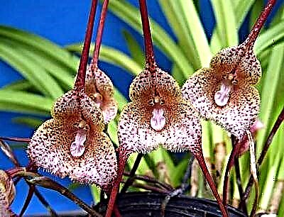 Ang labing dili kasagaran nga dracula orchid: paghulagway, pag-atiman ug litrato sa tanum