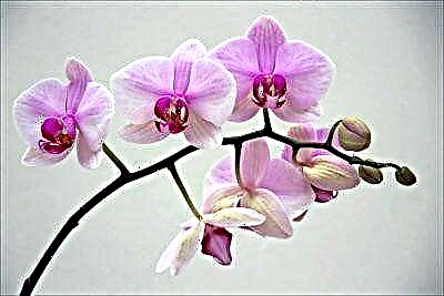 Orkideo: kiom longe vivas floro, de kio ĝi dependas kaj ĉu eblas rejunigi planton?