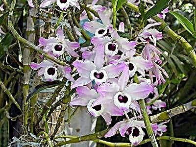Vaega o le tausiga o le dendrobium orchid i le fale. Aoga aoga ma ata fugalaʻau