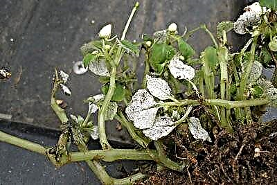 Problemi s lišćem balzama: zašto otpadaju i što im se još može dogoditi? Tretman i prevencija