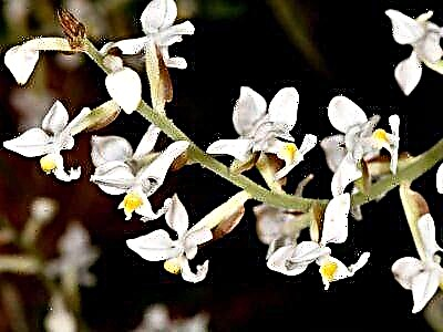 Лудисия орхидеясы және оны үйде күту туралы бәрі