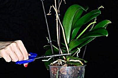 Como coidar unha orquídea despois da floración, cómpre cortar o pedúnculo ou outras partes da planta?