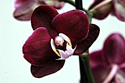 Konsiloj por novuloj: ĉu vi povas tranĉi la radikojn de orkideo?