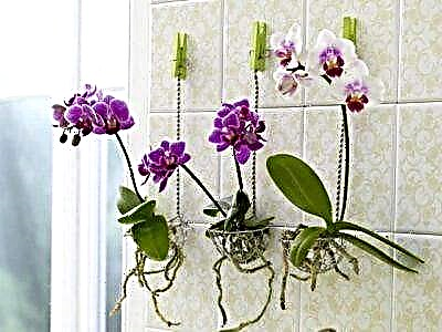 Mini orchid: itọju ile fun phalaenopsis