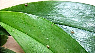 Маслиҳатҳои амалӣ дар бораи он, ки чӣ тавр aphids дар Орхидея халос карда мешаванд