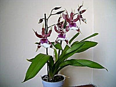 Kodi Cumbria orchid ndi momwe mungasamalire?