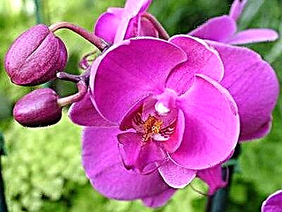 Posible al da orkidea etxean mantentzea: pozoitsua da edo ez, eta mesede edo kalte egiten dio giza gorputzari?