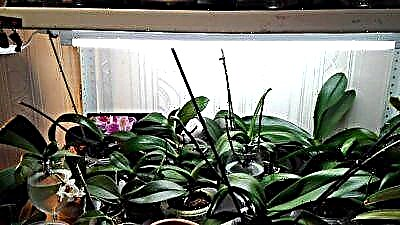 Fleegestonnen: eng Luucht fir Orchideeën auswielen. Wéi organiséiert d'Backlight an d'Installatioun vun Apparater doheem