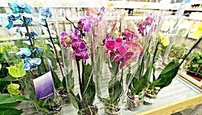 Tukwici da dabaru kan yadda ake zaɓar kyakkyawan orchid lokacin siyan
