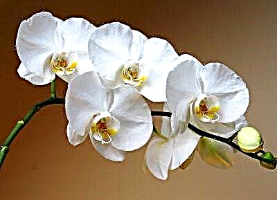 Yon flè ki soti nan Bondye - yon Orchid blan