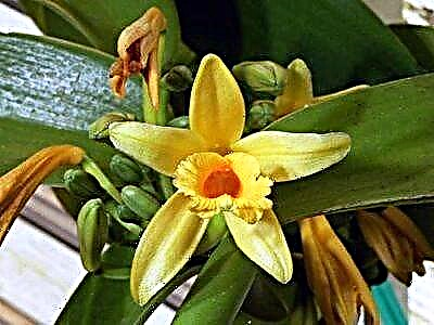 Ванильді орхидея дегеніміз не және оны қалай күту керек? Гүл фотосуреті
