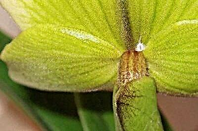 Gravaj punktoj pri Phalaenopsis-orkideodamaĝbestoj: kuracado kaj fotoj de parazitoj