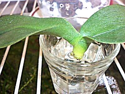 Дали е можно да се одгледува орхидеја во вода дома и колку долго треба да се чува растението во оваа состојба?