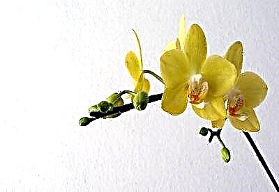 La magio de flavaj orkideoj: la subtilecoj de florprizorgo kaj fotoj de la ĉefaj specoj
