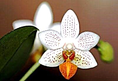 Mini-Marko: kio ĝi estas, kiel ĝi aspektas kaj kiel zorgi pri ĉi tiu phalaenopsis-vario?