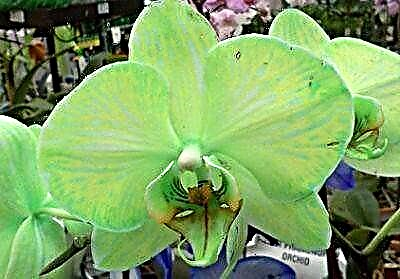 Nga tikanga tiaki atawhai orchid Green: me pehea te whakatipu putiputi i roto i te kohua i te kaainga?