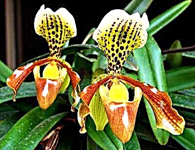 Sinjorina pantoflo: ecoj de la tipo kaj prizorgo de la orkideo